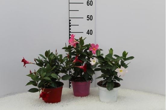 Immagine di DIPLADENIA V.14 CM