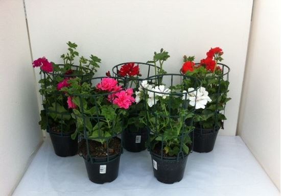 Immagine di GERANEO EDERA V.14 CM