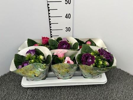 Immagine di GLOXINIA V.12 CM