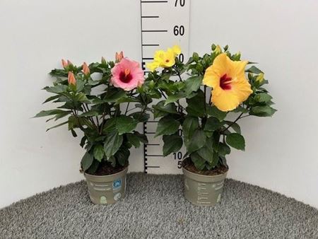 Immagine di HIBISCUS V.17 CM CESPUGLIO
