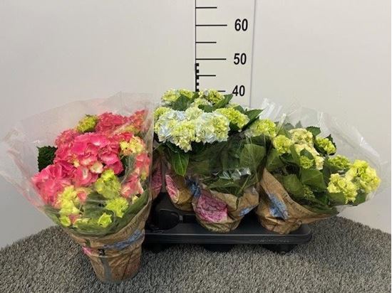Immagine di HORTENSIA MIX V.13 CM