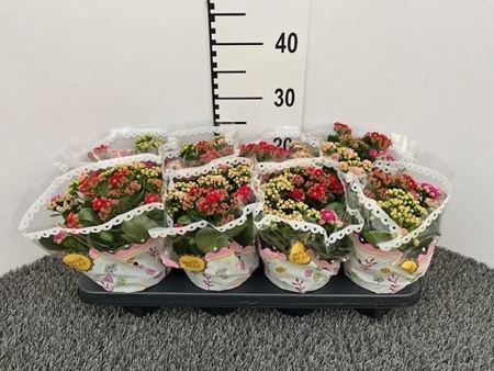 Immagine di KALANCHOE CALANDIVA TRICOLOR V.12 CM