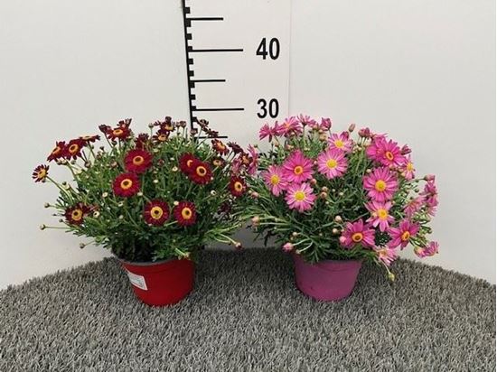 Immagine di MARGHERITA V.14 CM LIGURE - COLORATA