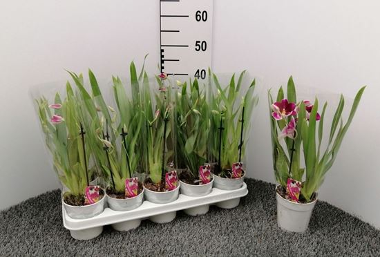 Immagine di MILTONIA MIX V.12 CM 2-3 RAMI