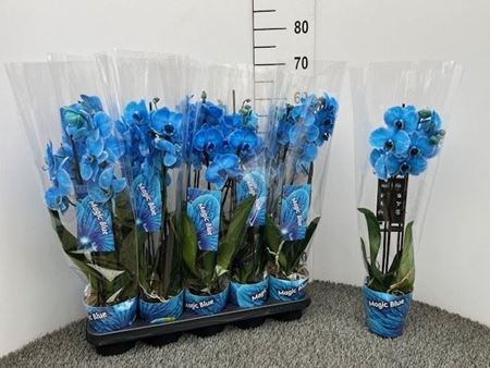Immagine di PHALEONOPSIS BLU V.12 CM