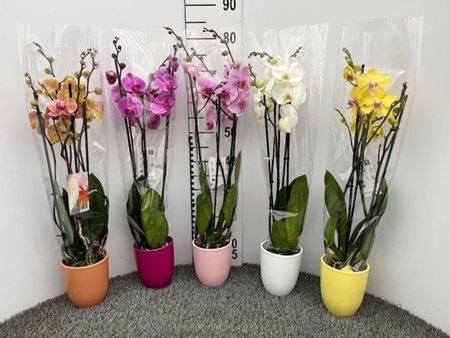 Immagine di PHALEONOPSIS V.12 CM CERAMICA