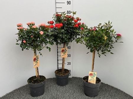 Immagine di ROSA ALBERELLO V.17 CM