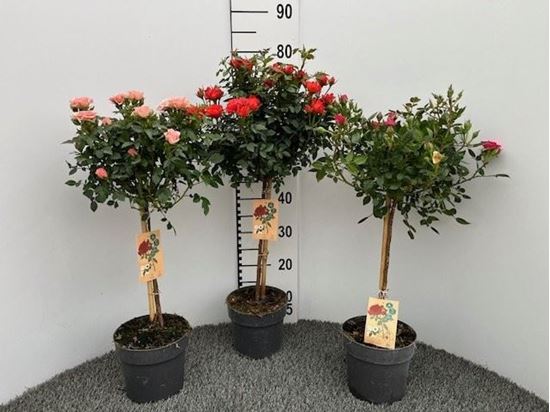 Immagine di ROSA ALBERELLO V.17 CM