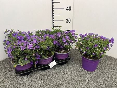 Immagine di SOLANUM RANTONETTI V.14 CM CESPUGLIO