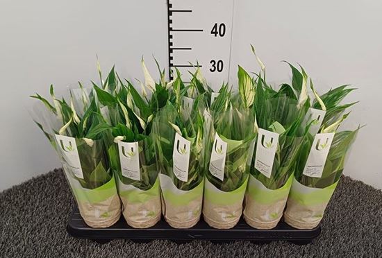 Immagine di SPATHIPHYLLUM CHOPIN V.9 CM