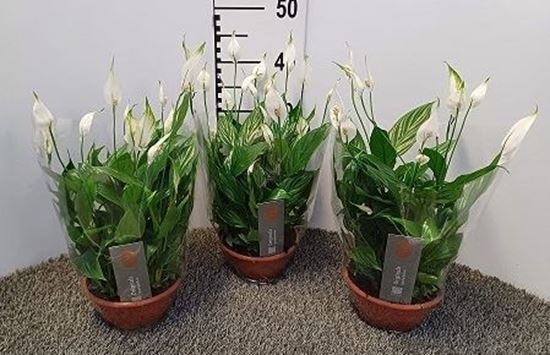 Immagine di SPATHIPHYLLUM CIOT.17 CM CHOPIN