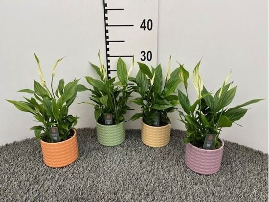 Immagine di SPATHIPHYLLUM V.9 CM CERAMICA