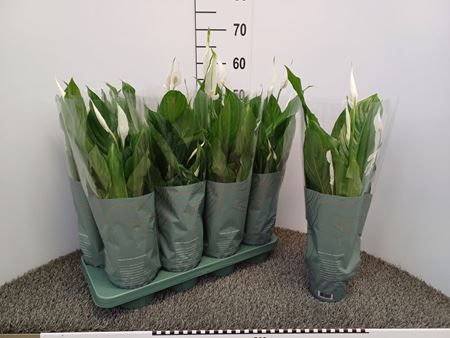 Immagine di SPATHIPHYLLUM V.13 CM