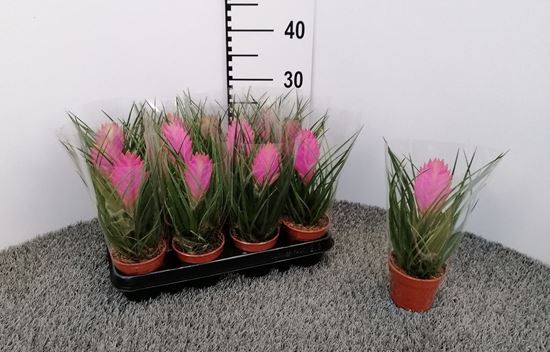 Immagine di TILLANDSIA CYANEA V.9 CM