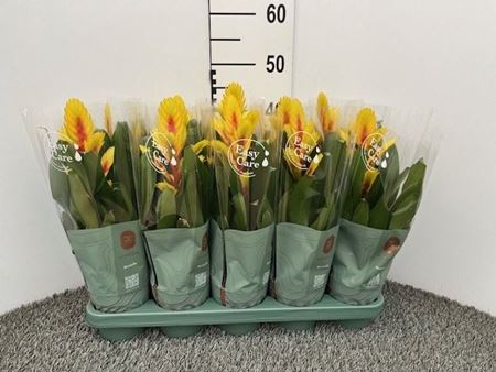 Immagine di VRIESEA V.12 CM