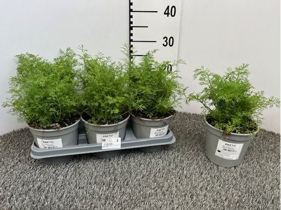 Immagine di ANETO V.14 CM