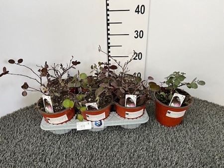 Immagine di CAPPERO DA TALEA V.14 CM