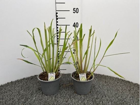 Immagine di CYMBOPOGON LEMONGRASS V.14 CM