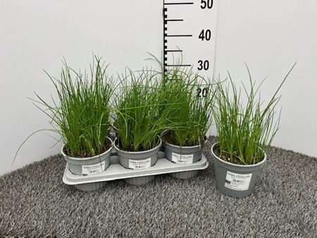 Immagine di ERBA CIPOLLINA V.14 CM