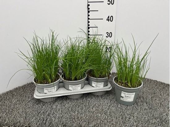 Immagine di ERBA CIPOLLINA V.14 CM