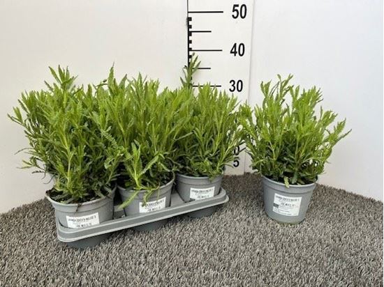 Immagine di LAVANDA DENTATA V.14 CM