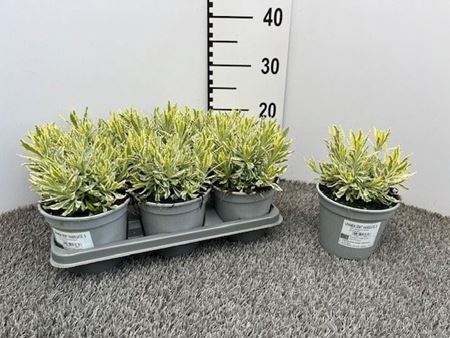Immagine di LAVANDA DENTATA VARIEGATA V.14 CM