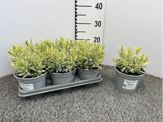 Immagine di LAVANDA DENTATA VARIEGATA V.14 CM