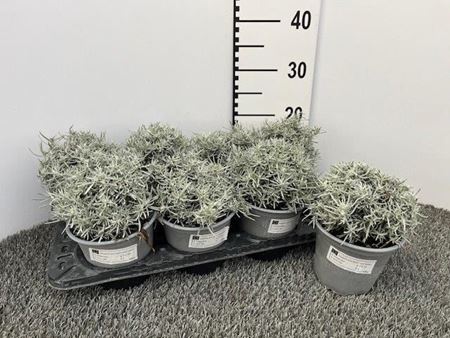 Immagine di LIQUIRIZIA V.14 CM