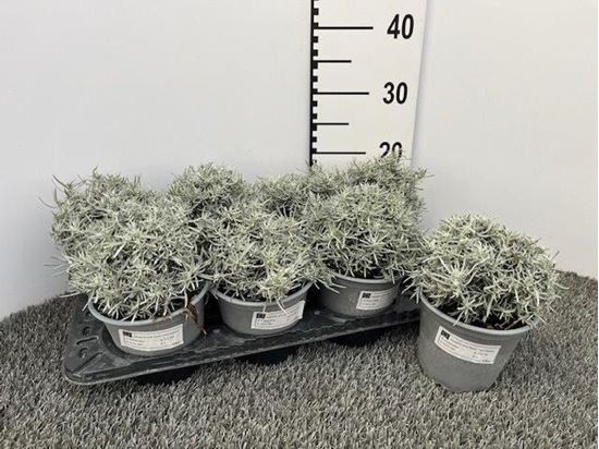 Immagine di LIQUIRIZIA V.14 CM