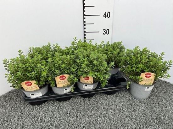 Immagine di MAGGIORANA V.14 CM