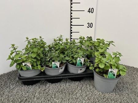 Immagine di MENTA MIX V.14 CM MISTO PER PIANO