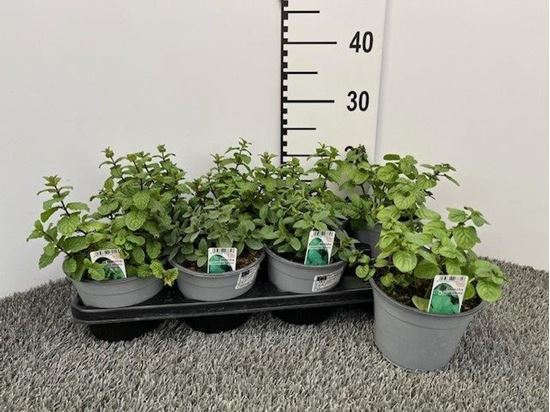 Immagine di MENTA MIX V.14 CM MISTO PER PIANO