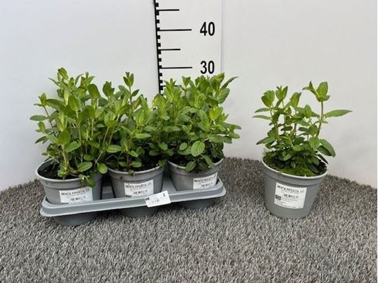 Immagine di MENTA PIPERITA V.14 CM