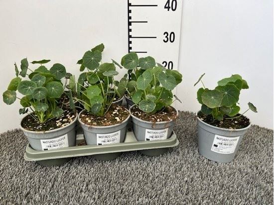 Immagine di NASTURZIO LUCIFER V.14 CM