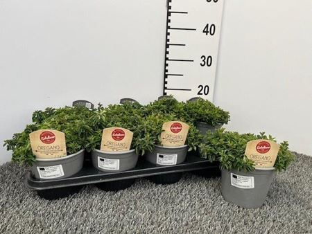 Immagine di ORIGANO V.14 CM