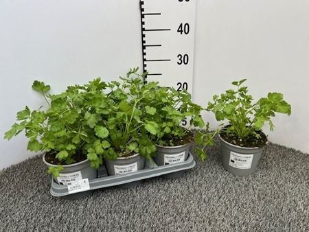 Immagine di PREZZEMOLO LISCIO V.14 CM