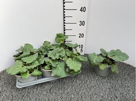 Immagine di RABARBARO V.14 CM