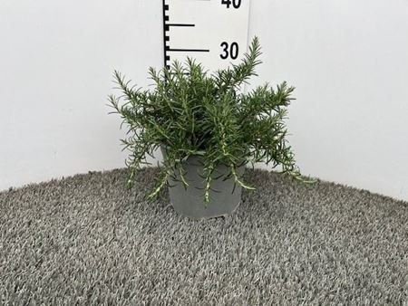 Immagine di ROSMARINO PROSTRATUS V.18 CM CESPUGLIO