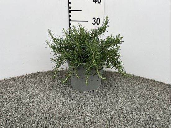 Immagine di ROSMARINO PROSTRATUS V.18 CM CESPUGLIO