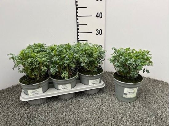 Immagine di RUTA V.14 CM