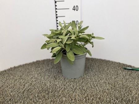 Immagine di SALVIA MAXIMA V.18 CM CESPUGLIO