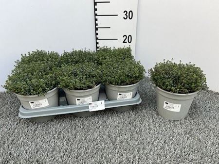 Immagine di TIMO DOONEY VALLEY V.14 CM