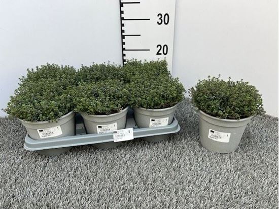 Immagine di TIMO DOONEY VALLEY V.14 CM