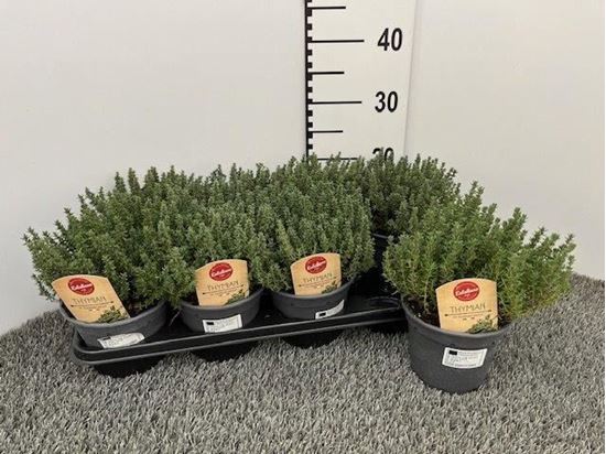 Immagine di TIMO FAUSTINI V.14 CM