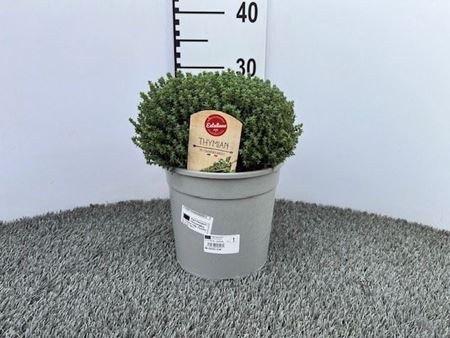 Immagine di TIMO FAUSTINI V.18 CM