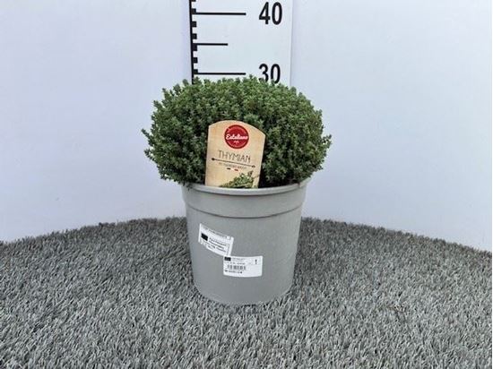 Immagine di TIMO FAUSTINI V.18 CM