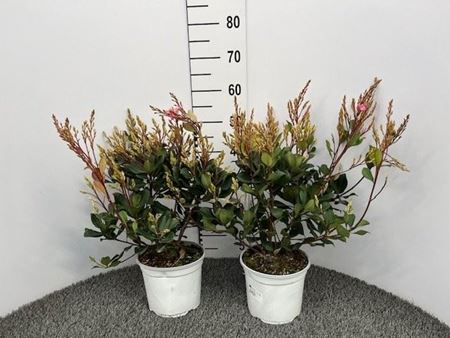 Immagine di RHAPHIOLEPIS SPRINGTIME V.20 CM