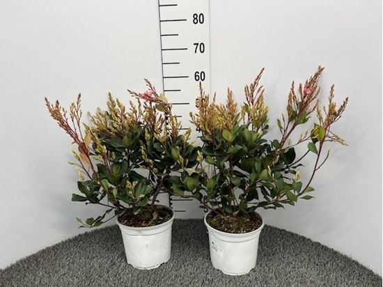 Immagine di RHAPHIOLEPIS SPRINGTIME V.20 CM