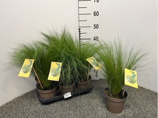 Immagine di STIPA TENUISSIMA V.14 CM