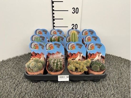 Immagine di CACTUS MIX V.8 CM INDIAN